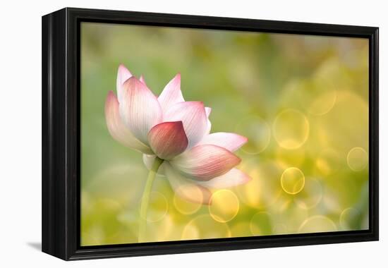 Lotus Flowers in Garden under Sunlight-elwynn-Framed Premier Image Canvas