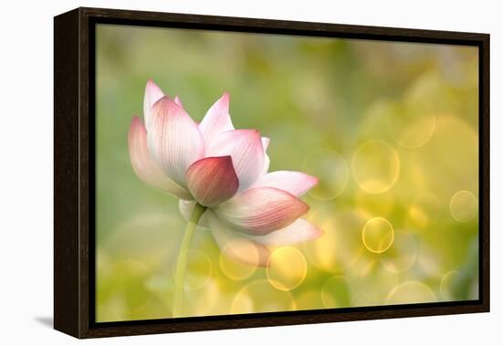 Lotus Flowers in Garden under Sunlight-elwynn-Framed Premier Image Canvas