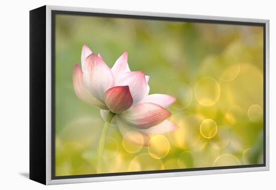 Lotus Flowers in Garden under Sunlight-elwynn-Framed Premier Image Canvas