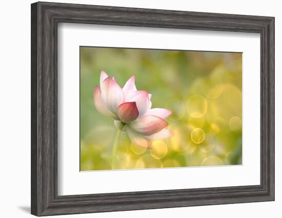 Lotus Flowers in Garden under Sunlight-elwynn-Framed Photographic Print