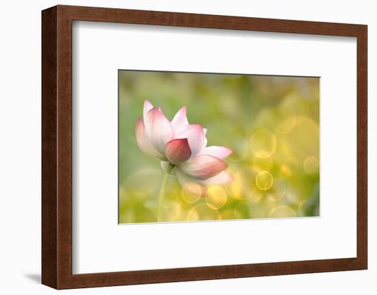 Lotus Flowers in Garden under Sunlight-elwynn-Framed Photographic Print