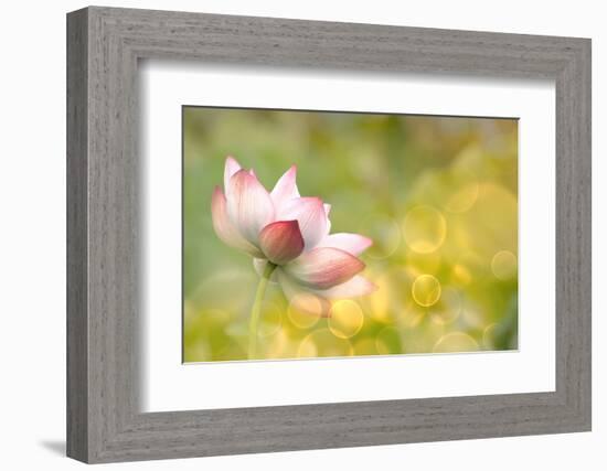 Lotus Flowers in Garden under Sunlight-elwynn-Framed Photographic Print