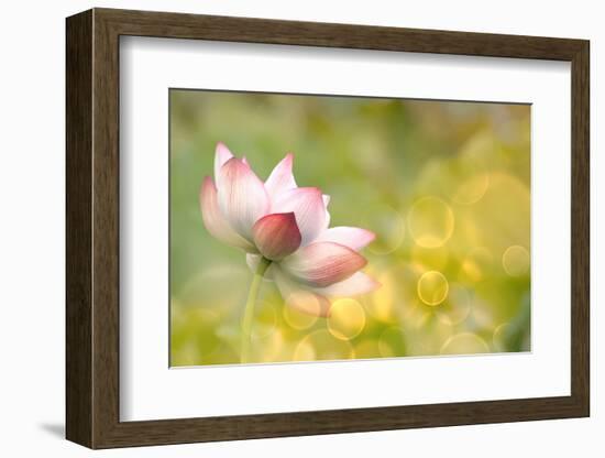 Lotus Flowers in Garden under Sunlight-elwynn-Framed Photographic Print