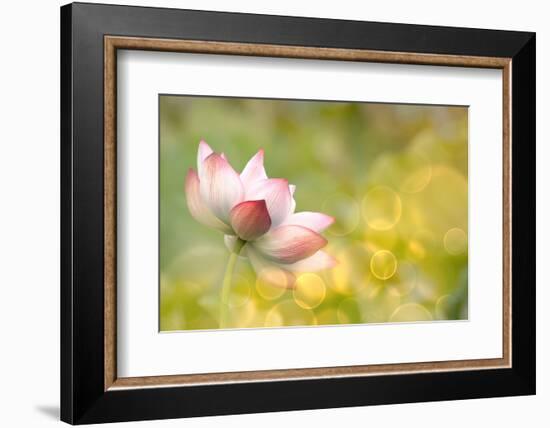 Lotus Flowers in Garden under Sunlight-elwynn-Framed Photographic Print