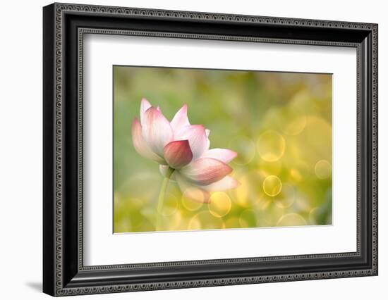 Lotus Flowers in Garden under Sunlight-elwynn-Framed Photographic Print