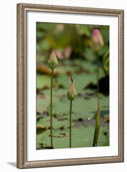 Lotus Flowers IV-Erin Berzel-Framed Photographic Print