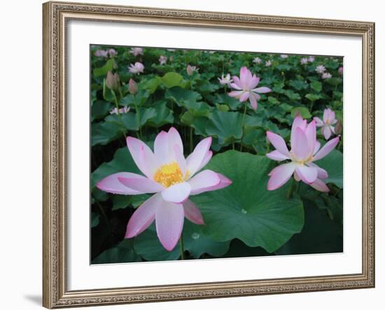 Lotus Flowers-null-Framed Photographic Print