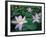 Lotus Flowers-null-Framed Photographic Print