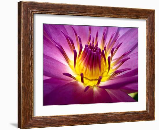 Lotus, Fresh Color, with Yellow Stamens of the Lotus Flower-Baitong-Framed Photographic Print
