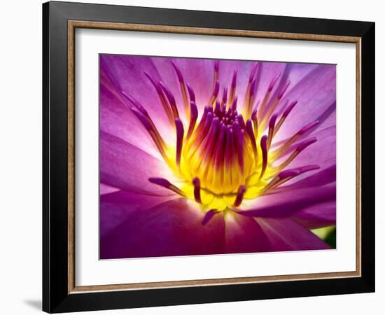 Lotus, Fresh Color, with Yellow Stamens of the Lotus Flower-Baitong-Framed Photographic Print