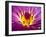 Lotus, Fresh Color, with Yellow Stamens of the Lotus Flower-Baitong-Framed Photographic Print