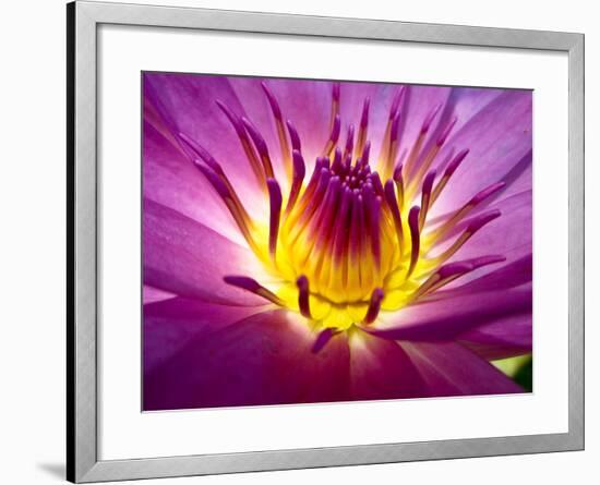 Lotus, Fresh Color, with Yellow Stamens of the Lotus Flower-Baitong-Framed Photographic Print