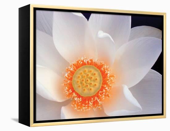 Lotus I-Jim Christensen-Framed Premier Image Canvas