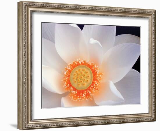 Lotus I-Jim Christensen-Framed Photographic Print