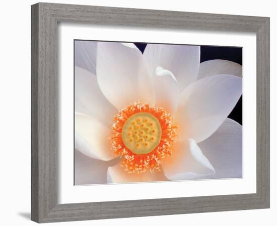 Lotus I-Jim Christensen-Framed Photographic Print