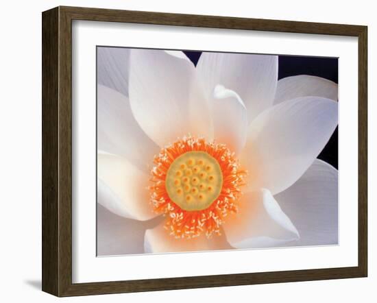 Lotus I-Jim Christensen-Framed Photographic Print