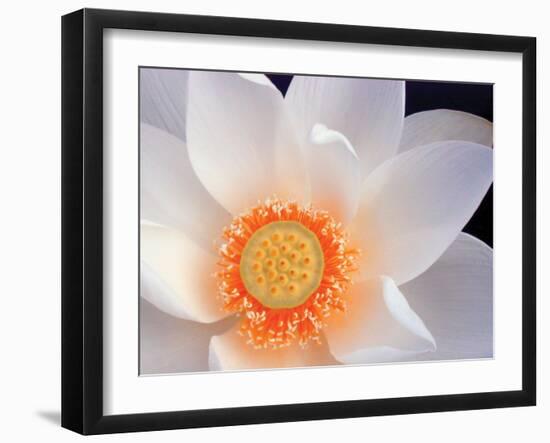 Lotus I-Jim Christensen-Framed Photographic Print