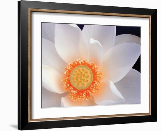 Lotus I-Jim Christensen-Framed Photographic Print