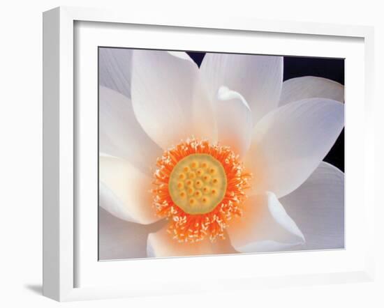 Lotus I-Jim Christensen-Framed Photographic Print