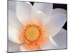 Lotus I-Jim Christensen-Mounted Photographic Print