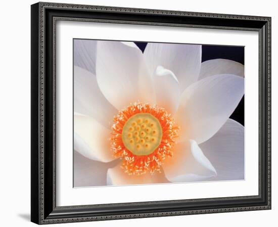 Lotus I-Jim Christensen-Framed Photographic Print