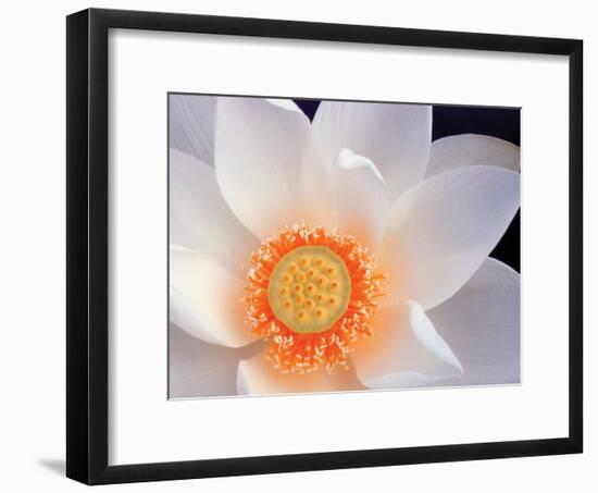 Lotus I-Jim Christensen-Framed Photographic Print