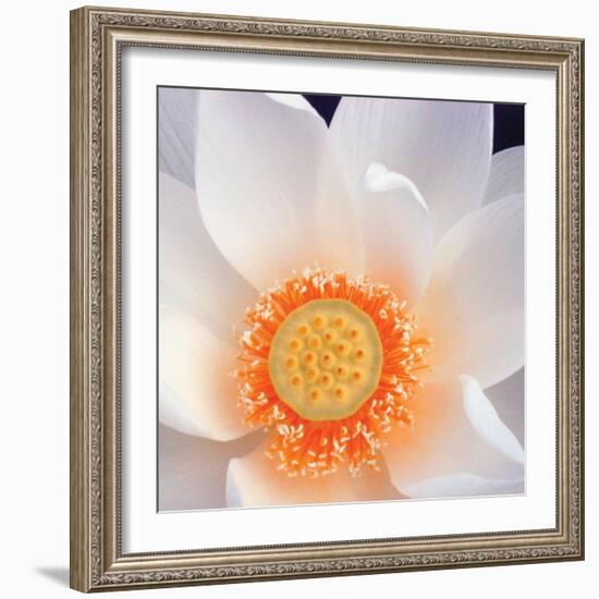 Lotus I-Jim Christensen-Framed Photo