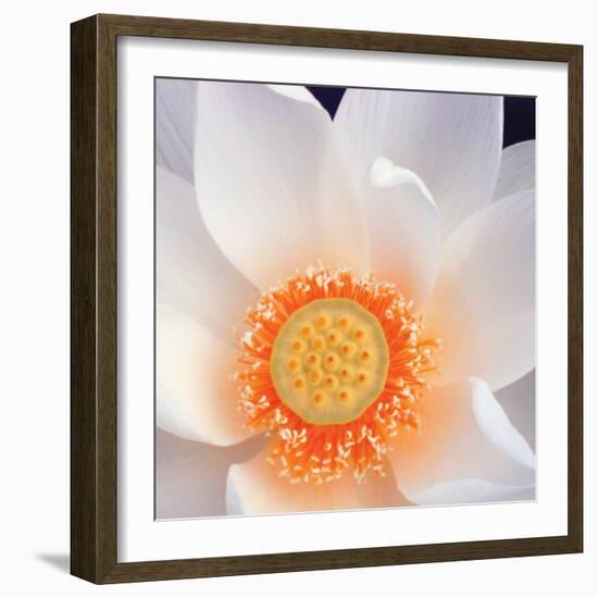 Lotus I-Jim Christensen-Framed Photo