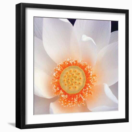 Lotus I-Jim Christensen-Framed Photo