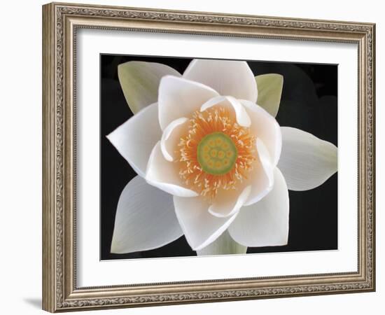 Lotus II-Jim Christensen-Framed Photographic Print