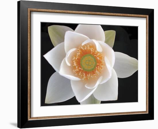 Lotus II-Jim Christensen-Framed Photographic Print