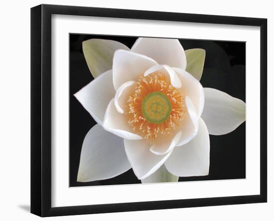 Lotus II-Jim Christensen-Framed Photographic Print