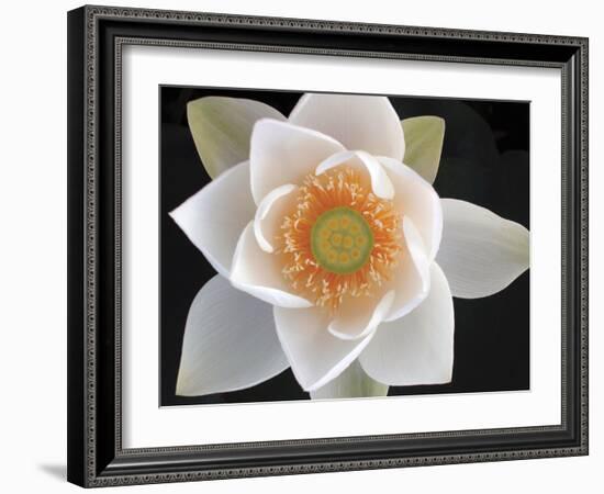 Lotus II-Jim Christensen-Framed Photographic Print