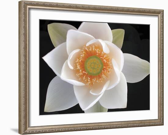 Lotus II-Jim Christensen-Framed Photographic Print