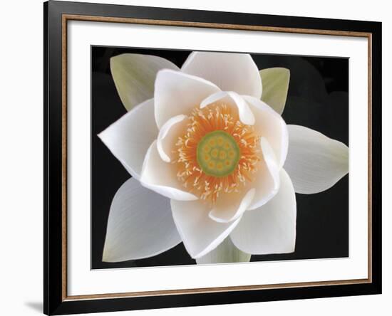 Lotus II-Jim Christensen-Framed Photographic Print