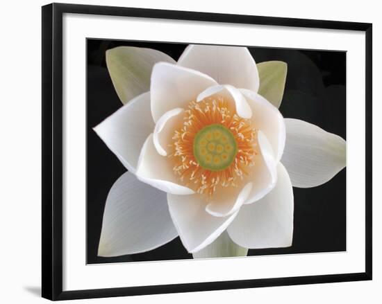 Lotus II-Jim Christensen-Framed Photographic Print