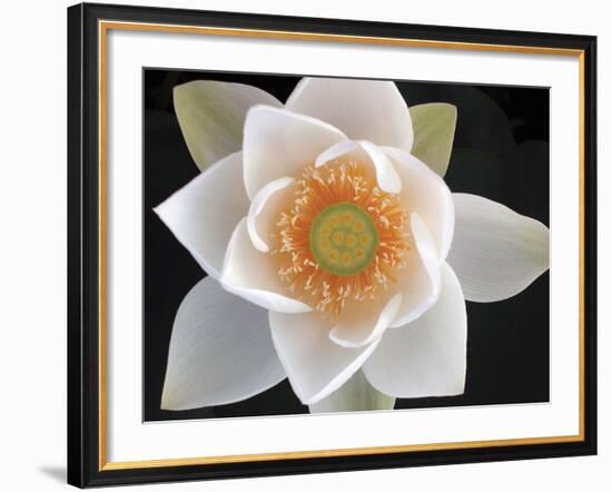 Lotus II-Jim Christensen-Framed Photographic Print