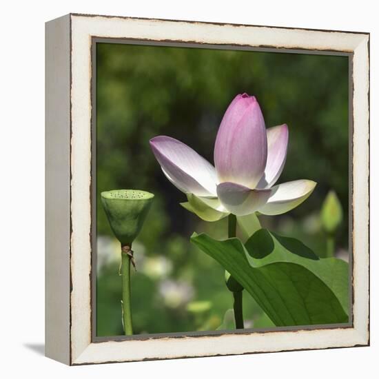 Lotus in flower in garden, Vendee, France-Loic Poidevin-Framed Premier Image Canvas