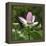 Lotus in flower in garden, Vendee, France-Loic Poidevin-Framed Premier Image Canvas