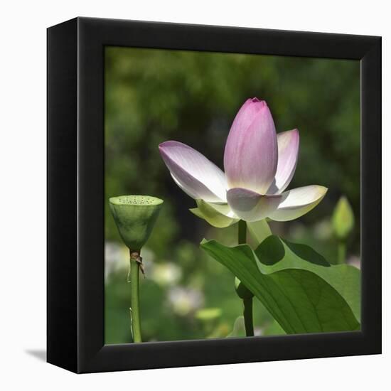 Lotus in flower in garden, Vendee, France-Loic Poidevin-Framed Premier Image Canvas