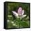 Lotus in flower in garden, Vendee, France-Loic Poidevin-Framed Premier Image Canvas