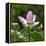 Lotus in flower in garden, Vendee, France-Loic Poidevin-Framed Premier Image Canvas