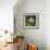 Lotus in flower in garden, Vendee, France-Loic Poidevin-Framed Photographic Print displayed on a wall