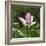 Lotus in flower in garden, Vendee, France-Loic Poidevin-Framed Photographic Print