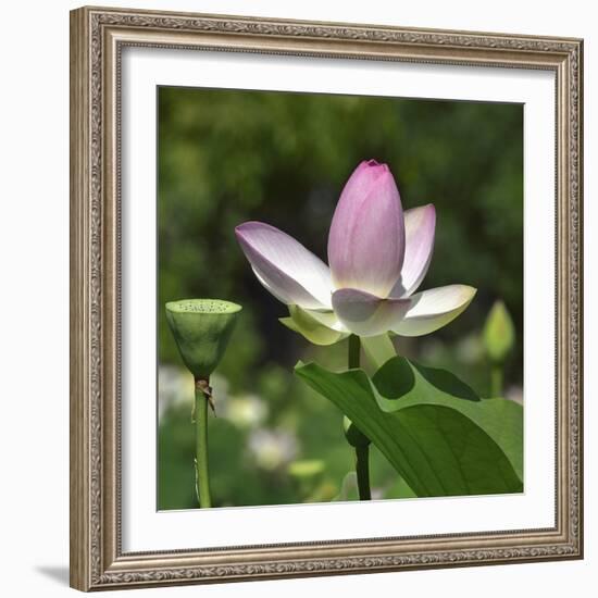 Lotus in flower in garden, Vendee, France-Loic Poidevin-Framed Photographic Print