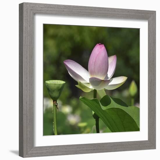 Lotus in flower in garden, Vendee, France-Loic Poidevin-Framed Photographic Print