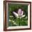 Lotus in flower in garden, Vendee, France-Loic Poidevin-Framed Photographic Print