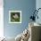 Lotus in flower in garden, Vendee, France-Loic Poidevin-Framed Photographic Print displayed on a wall