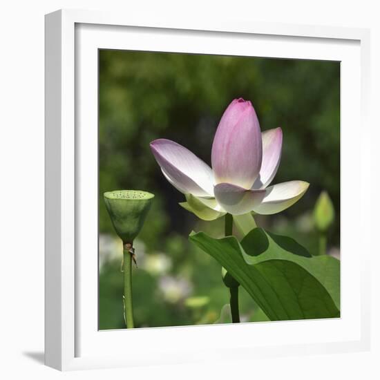 Lotus in flower in garden, Vendee, France-Loic Poidevin-Framed Photographic Print