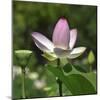 Lotus in flower in garden, Vendee, France-Loic Poidevin-Mounted Photographic Print